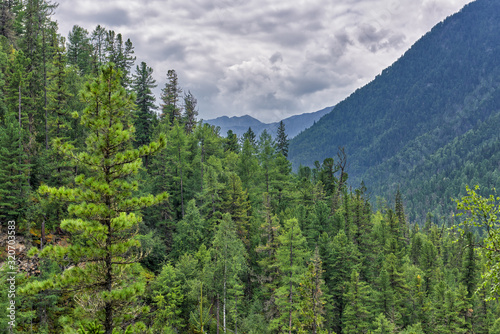 Siberian mountain taiga. Dense dark coniferous forest