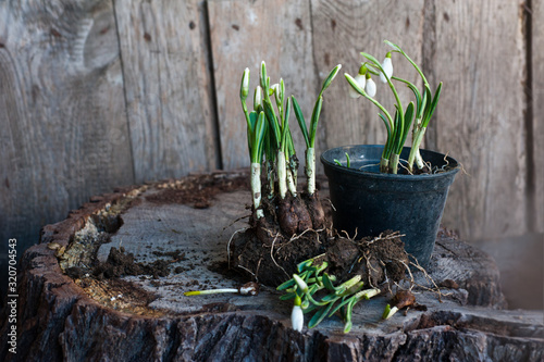 Galanthus. Bulbs of Snowdrops on wooden background. Gardening. Spring.