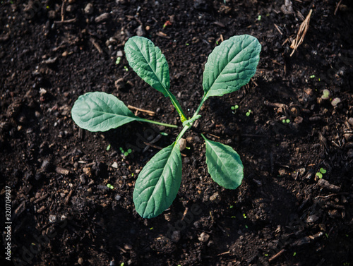 young plant in soil