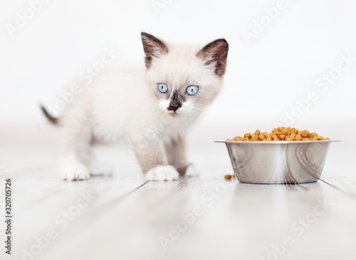 Fototapeta Naklejka Na Ścianę i Meble -  Kitten eating food from bowl
