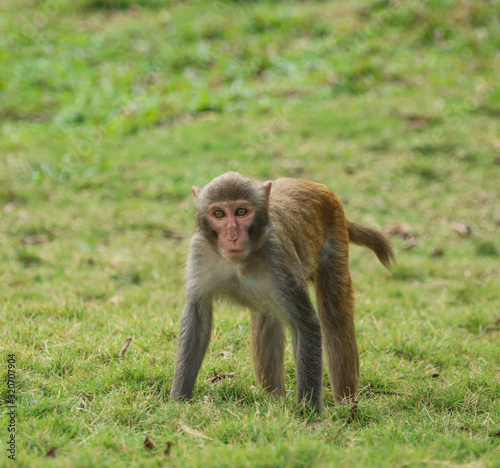 monkeys play on green grass