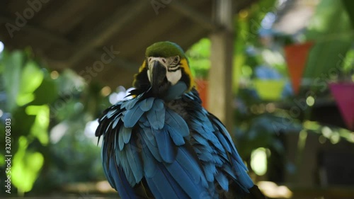 Environment protection. Endangered specie of parrot. Closeup. Wild bird care. Veterinary clinic. Wildlife Rehabilitation Center. Parrot in captivity.