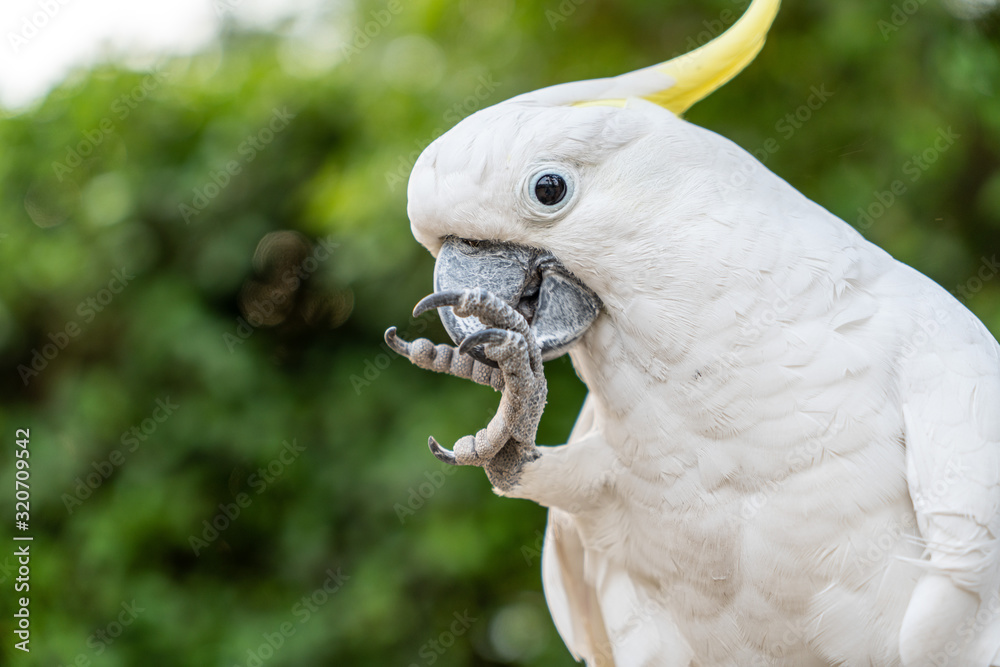 portrait of a parrot