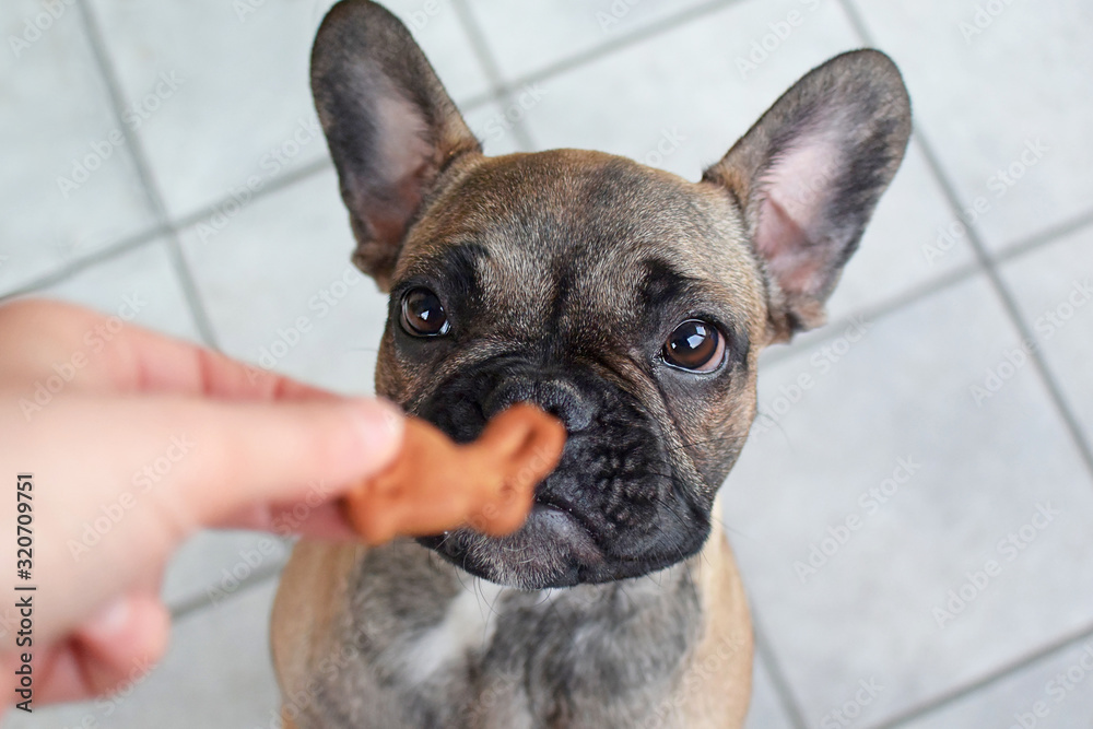 Cute French Bulldog puppy looking at defocused easter bunny shaped dog treat cookie