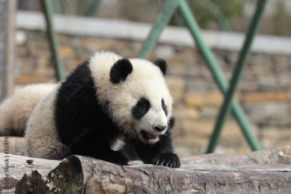 Fototapeta premium Cute Baby Panda on the Playground, Wolong, China