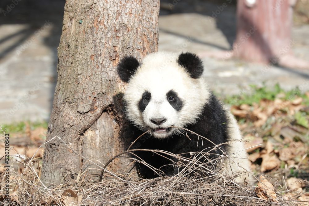 Fototapeta premium Little Happy Panda Cub on the Yard, Wolong, China