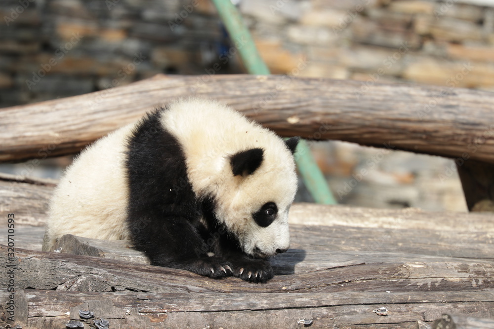 Little Happy Panda Cub on the Yard, Wolong, China Little Happy Panda Cub on the Yard, Wolong, China