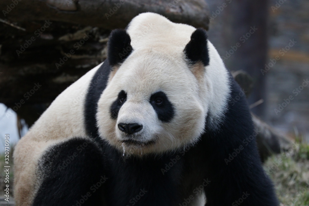 Close Panda's Face, Wolong Giant Panda Nature Reserve, China