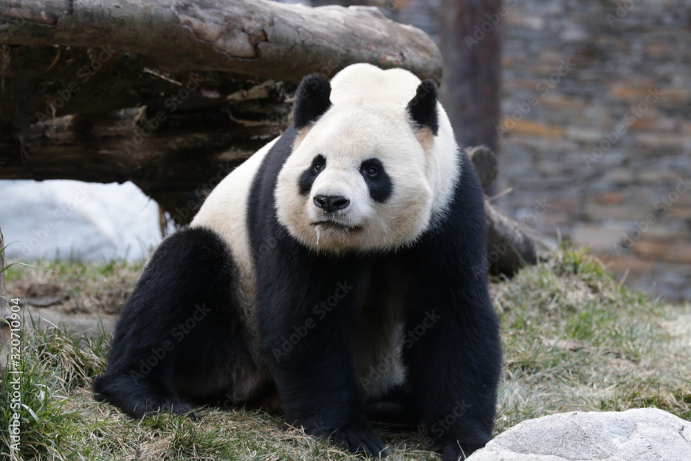 Naklejka premium Close Panda's Face, Wolong Giant Panda Nature Reserve, China