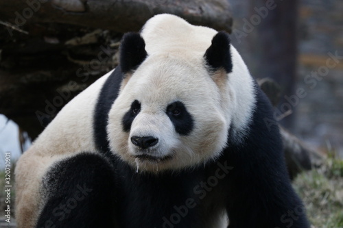 Close Panda's Face, Wolong Giant Panda Nature Reserve, China © foreverhappy