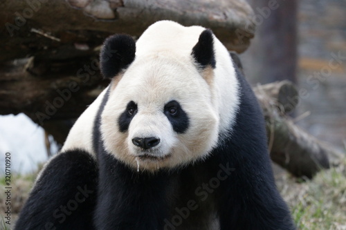Funny Pose of Giant Panda  Wolong Giant Panda Nature Reserve  China