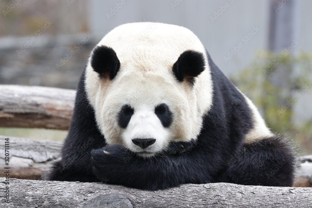 Obraz premium Close up Sleeping Panda, Wolong Giant Panda Nature Reserve, China