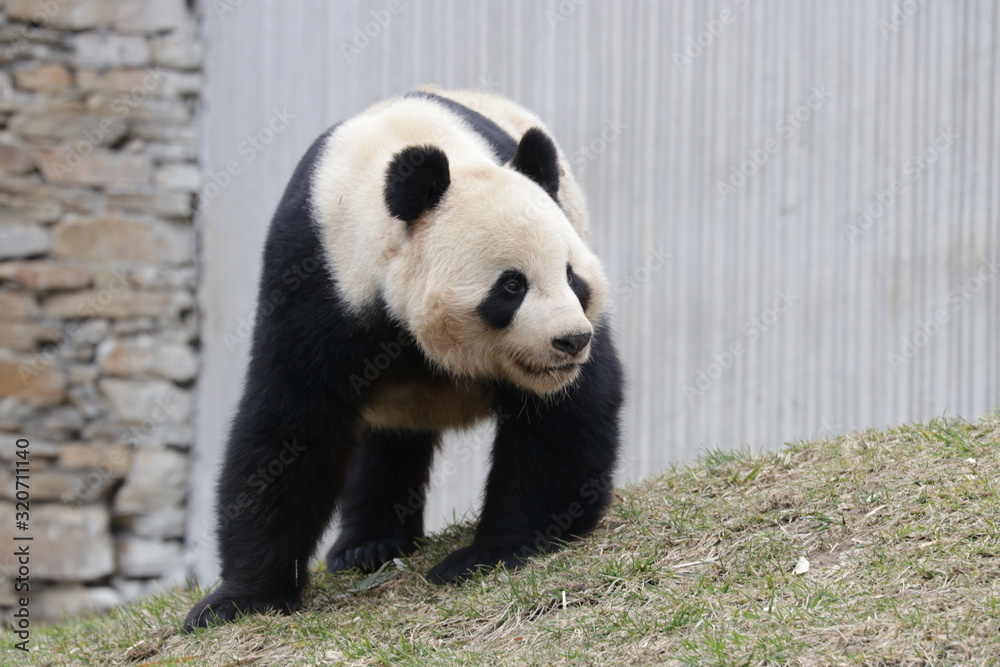 Cute Giant Panda in the Yard, Dujiangyan, China