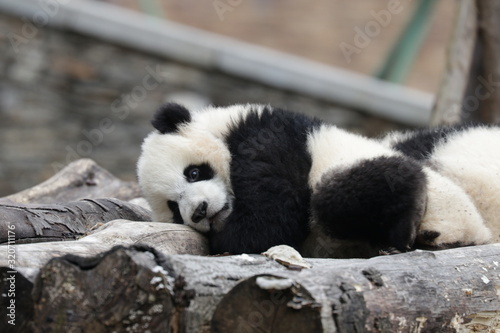 Fototapeta Naklejka Na Ścianę i Meble -  Cute Baby Panda is Sleepy , trying to Sleep, Wolong Giant Panda Nature Reserve, China