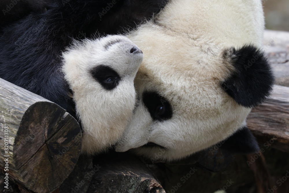 Precious Moment of Mother Panda and her cub, Wolong, China Precious Moment of Mother Panda and her cub, Wolong, China