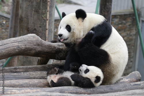 Sweet Mother Panda is Playing with her Cub, China © foreverhappy