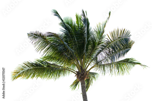 coconut tree on white background cipping path.