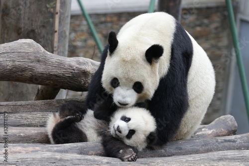 Sweet Mother Panda is Playing with her Cub, China