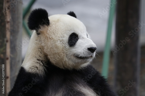 Smiling Giant panda , China © foreverhappy
