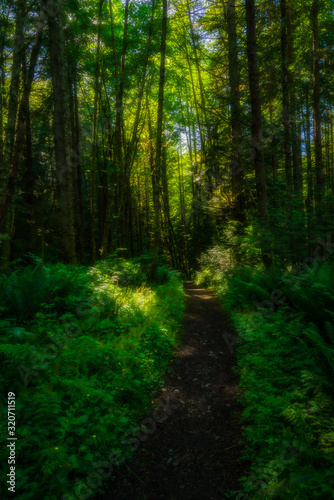 Forest Walking - Washington - Mountains - Beliingham Washington © Riley Smith Photos
