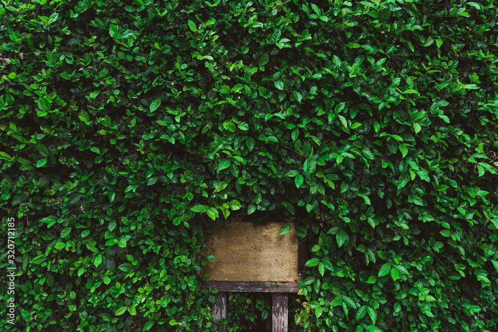 Green grass wall texture for backdrop design Green grass wall texture for backdrop design