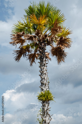 Sugar palm in the public nature park On the day that the sky had clouds of rain
