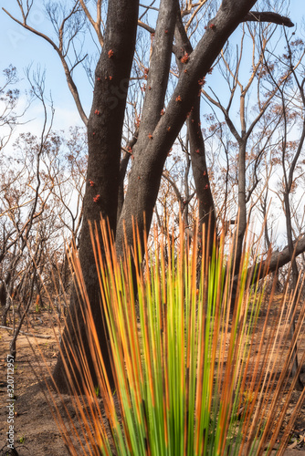 Icredible regeneration of Eucalyptus trees one month after severe Australian bushfires. Many species of eucalyptus can survive and re-sprout from buds under their bark.  photo