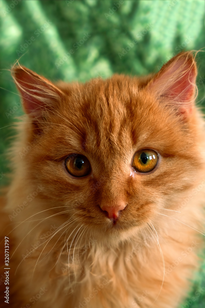 close up cute fluffy red cat on a green background