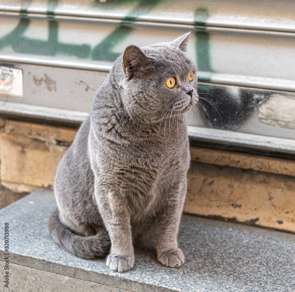 Face of street cat at Istanbul, Trukey