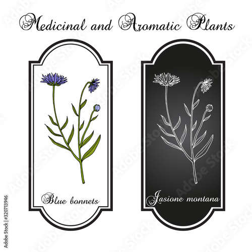 Blue bonnets Jasione montana , or sheeps bit scabious, iron flower medicinal plant