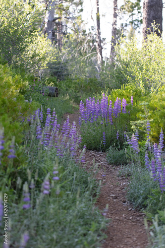 bluebells in the forest