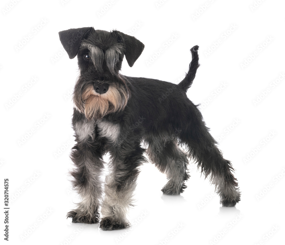 miniature schnauzer in studio