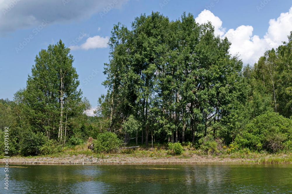 Beautiful fresh forest on the shore of artificial Vlasina mountain lake, South eastern Serbia, Europe Beautiful fresh forest on the shore of artificial Vlasina mountain lake, South eastern Serbia, Europe