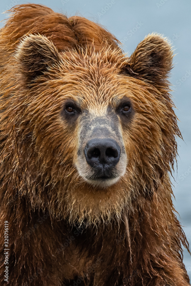 Ruling the landscape, brown bears of Kamchatka (Ursus arctos beringianus)