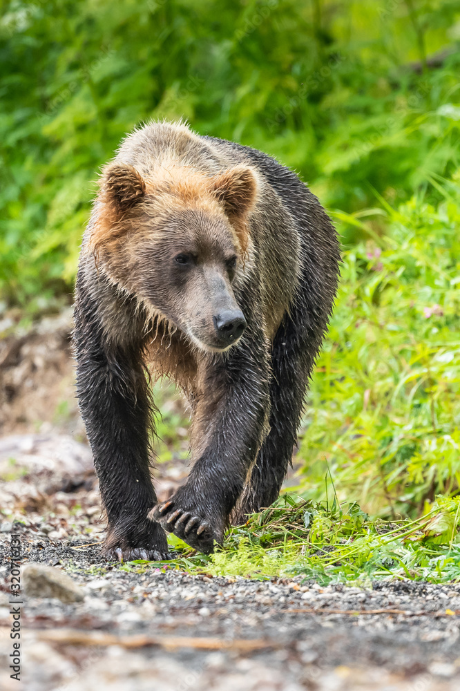 Ruling the landscape, brown bears of Kamchatka (Ursus arctos beringianus) Ruling the landscape, brown bears of Kamchatka (Ursus arctos beringianus)