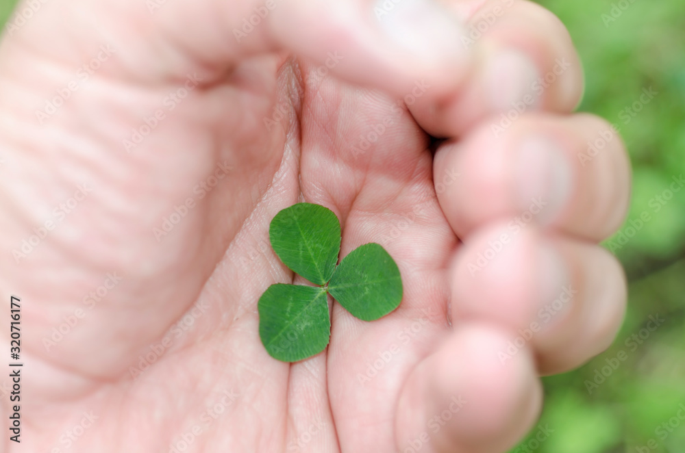 Human Hand Carefully Protecting a Three Leaf Clover. Human Hand Carefully Protecting a Three Leaf Clover.