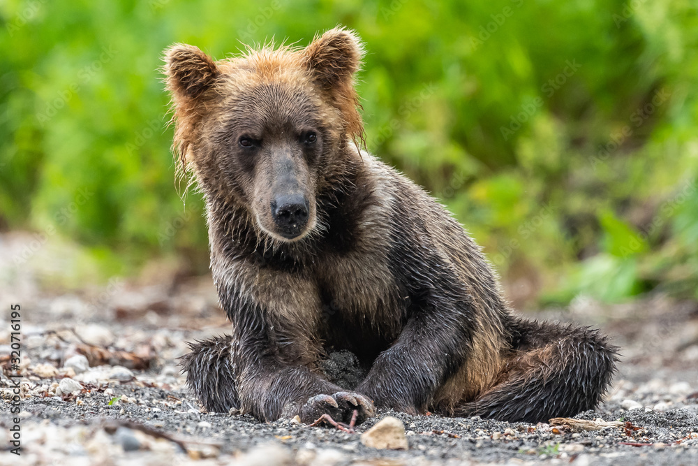 Fototapeta premium Ruling the landscape, brown bears of Kamchatka (Ursus arctos beringianus)