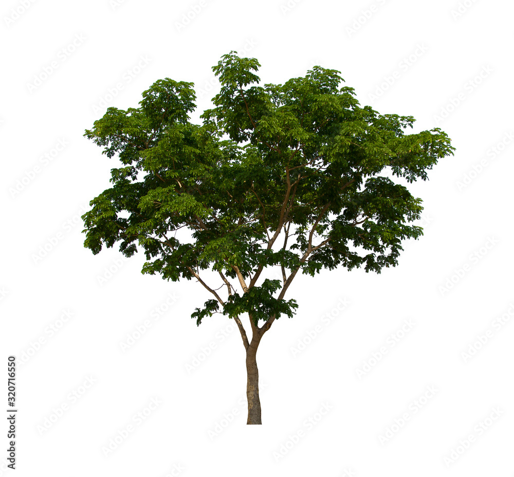 isolated tree  is located on a white background. Collection of isolated tree on white background 