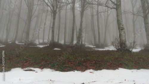 Paesaggio nebbioso photo