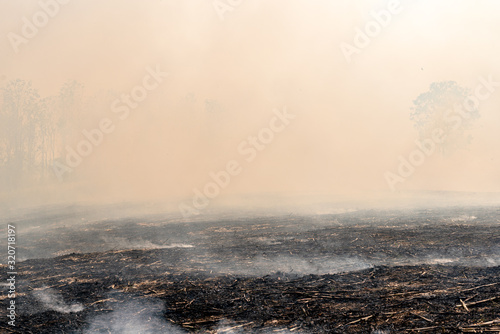 Burning the rest of the corn plant to be made as a natural fertilizer on agricultural land.