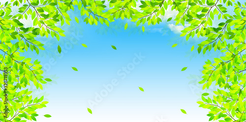 新緑　葉　緑　背景