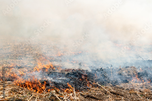 Burning the rest of the corn plant to be made as a natural fertilizer on agricultural land.