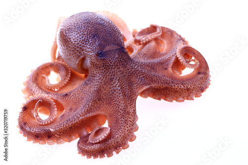 Octopus on a white background photo