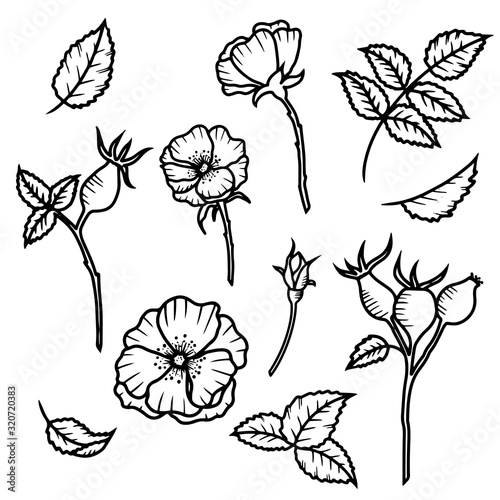 Hand drawn isolated wild rose flowers, rose bud, rose hip berries and leaves. Black outline rose hip icons. Flower line icons. Botanical illustration.