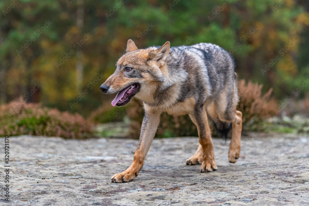 Lone wolf running in autumn forest Czech Republic Lone wolf running in autumn forest Czech Republic