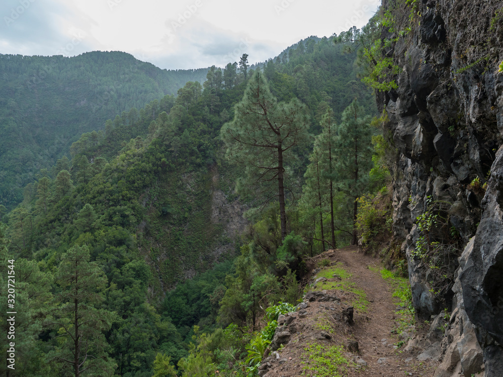 Path at mysterious Laurel forest Laurisilva, lush subtropical rainforest at hiking trail Los Tilos, La Palma, Canary Islands, Spain