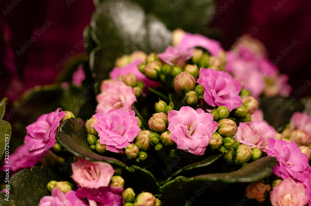 Pink flowers with green leaves and unblown buds