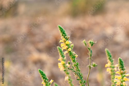 flowers on background of green grass