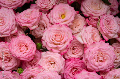 Beautiful background with red roses