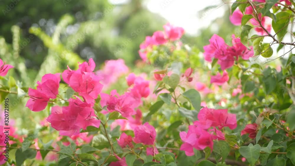 Blurred close up macro of colorful tropical flower in spring garden with tender petals among sunny lush foliage. Abstract natural exotic background with copy space. Floral blossom and leaves pattern